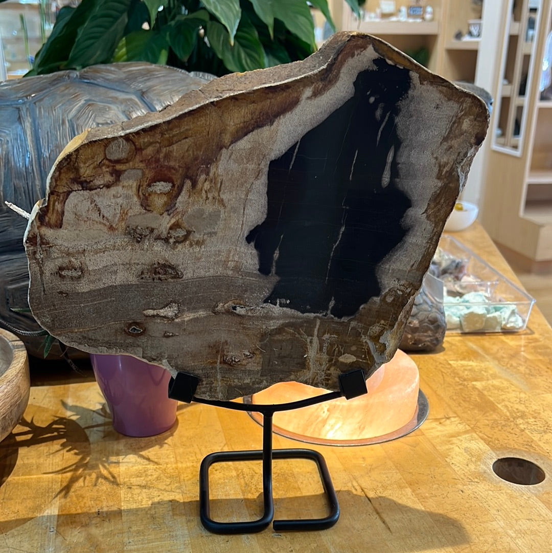 Petrified Wood Slab On Custom Stand