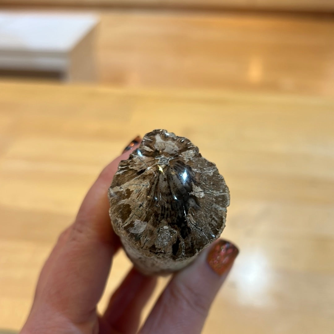 Top Polished Petrified Wood