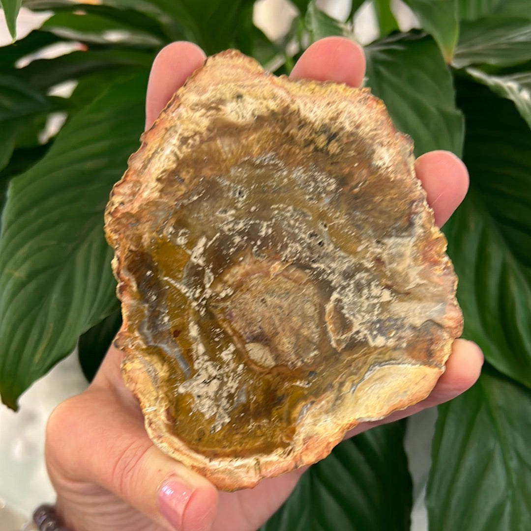 Petrified Wood Slice