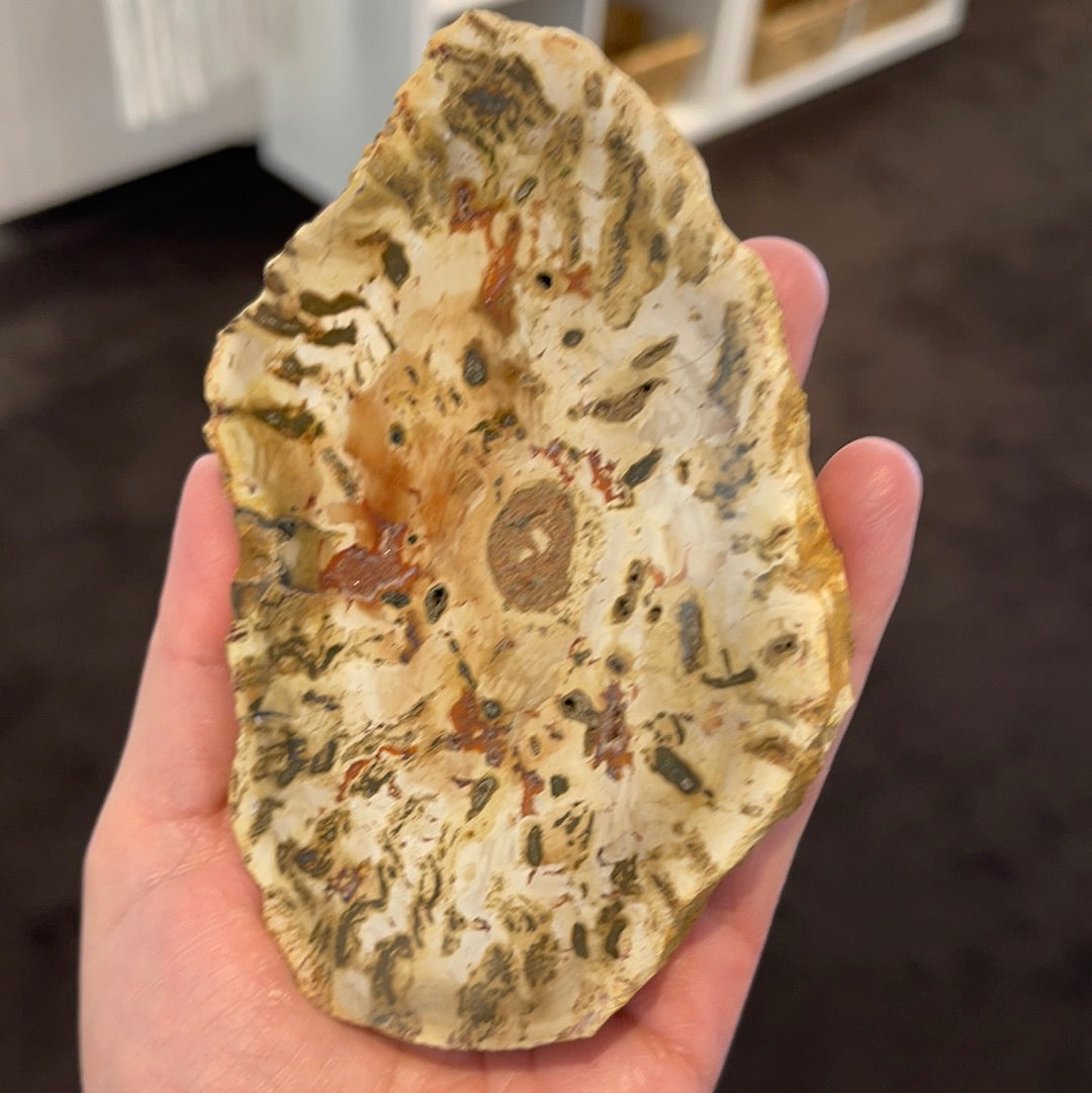 Petrified Wood Slab 7