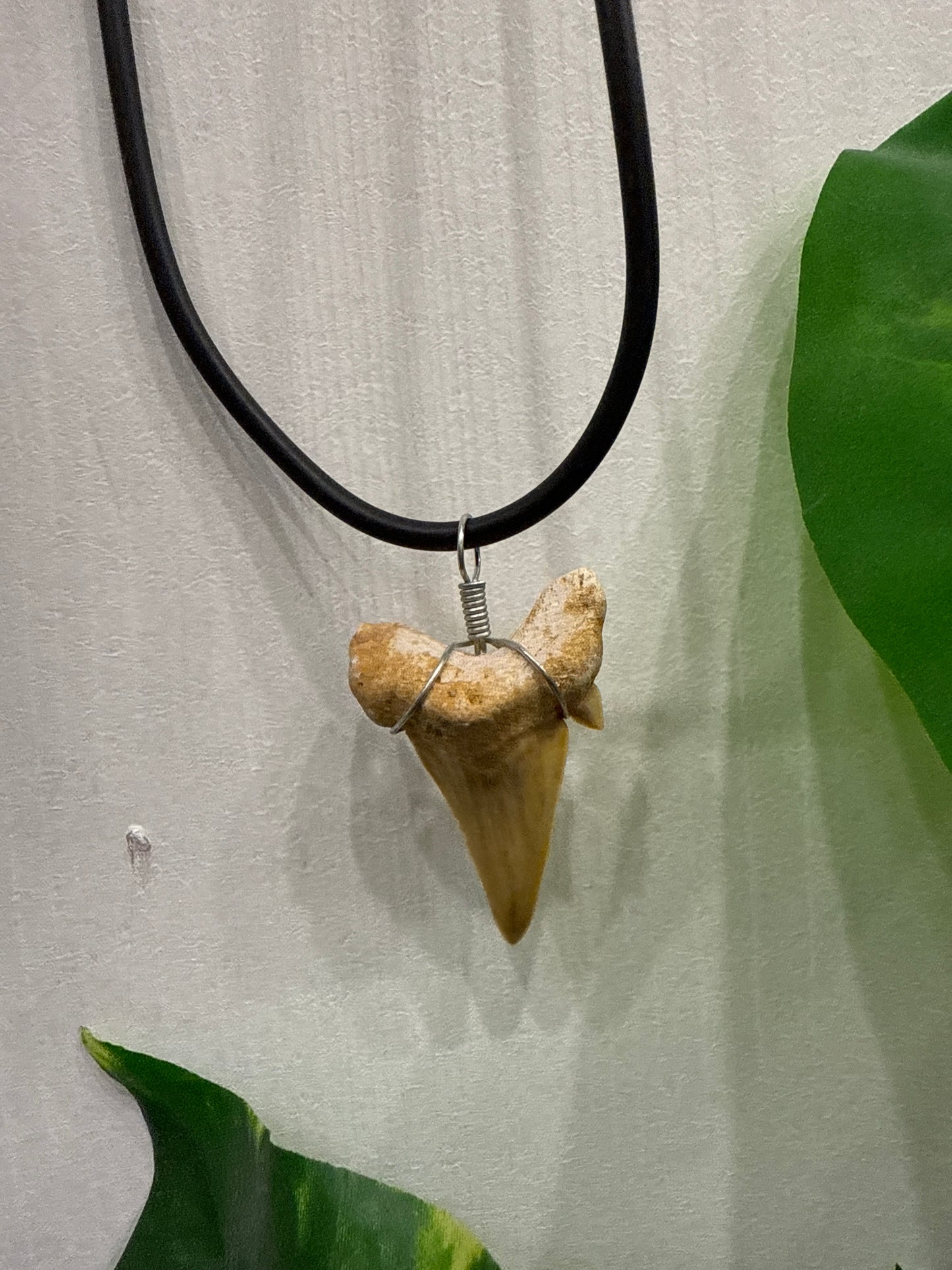 Shark Tooth Necklace