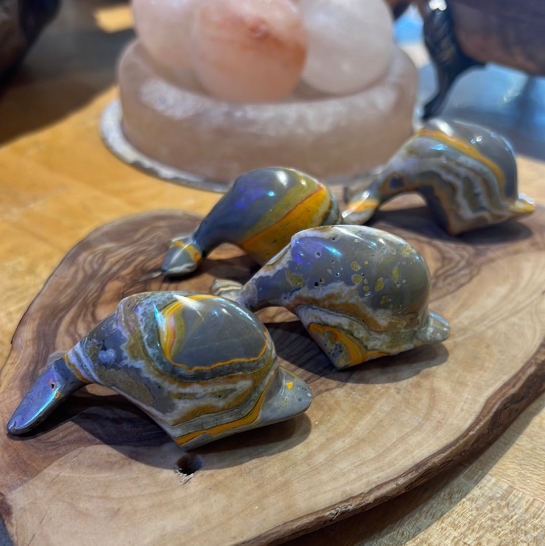 Bumblebee Jasper Dolphin
