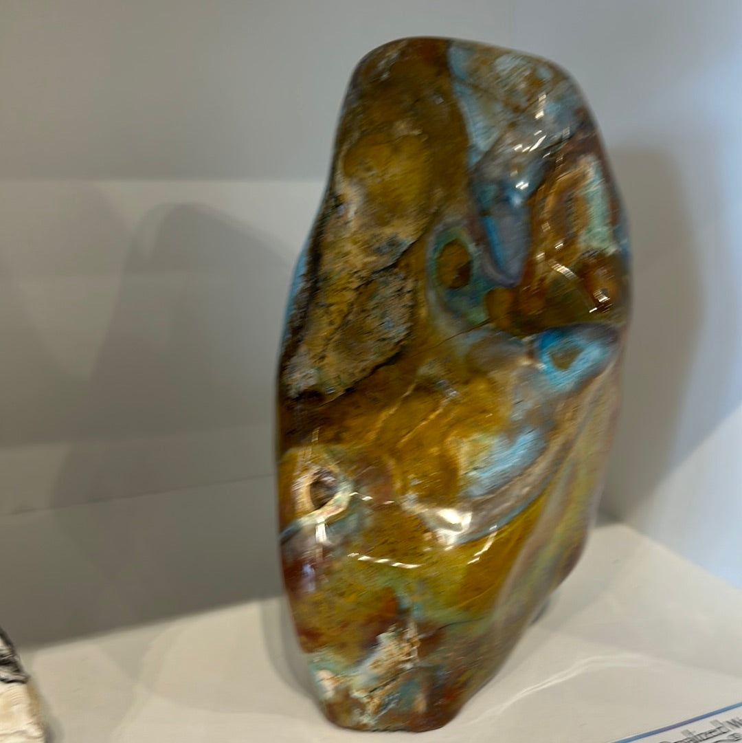 Rare Blue Opalized Petrified Wood With Chrysocolla From Indonesia