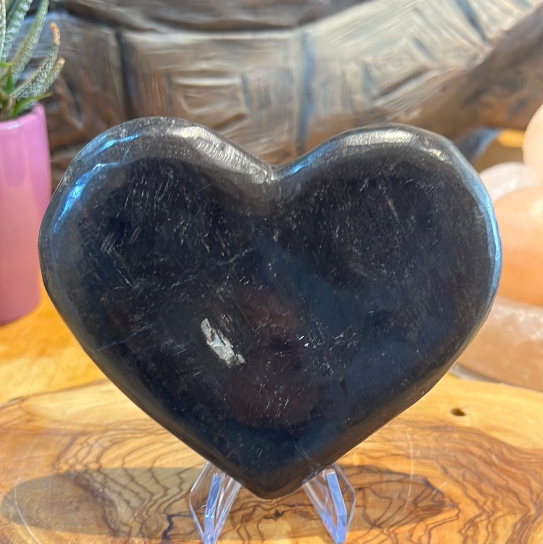 Petrified Wood Display Piece