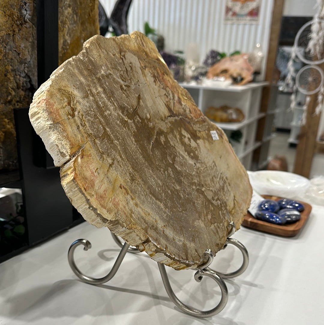 Large Petrified Wood Slab