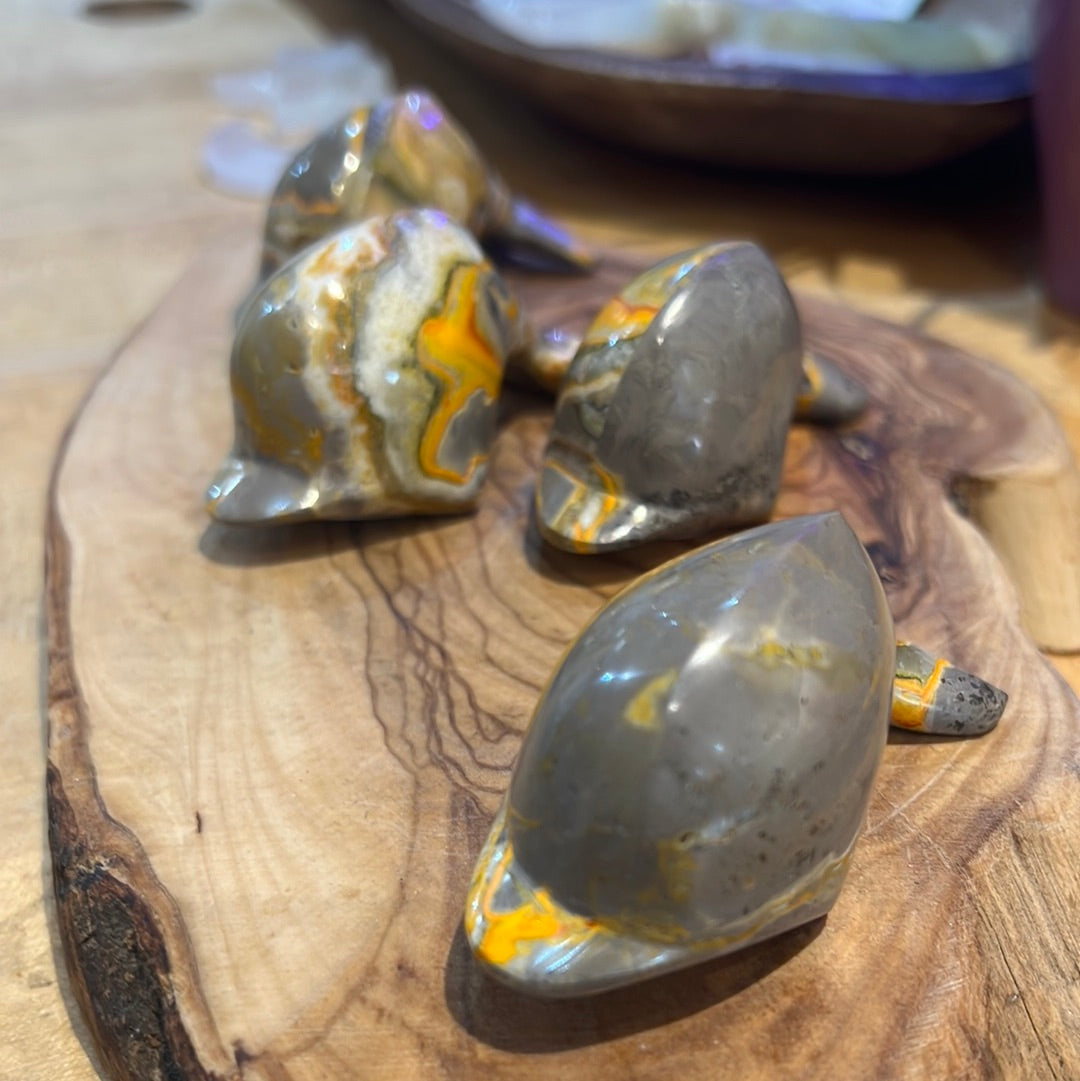 Bumblebee Jasper Dolphin