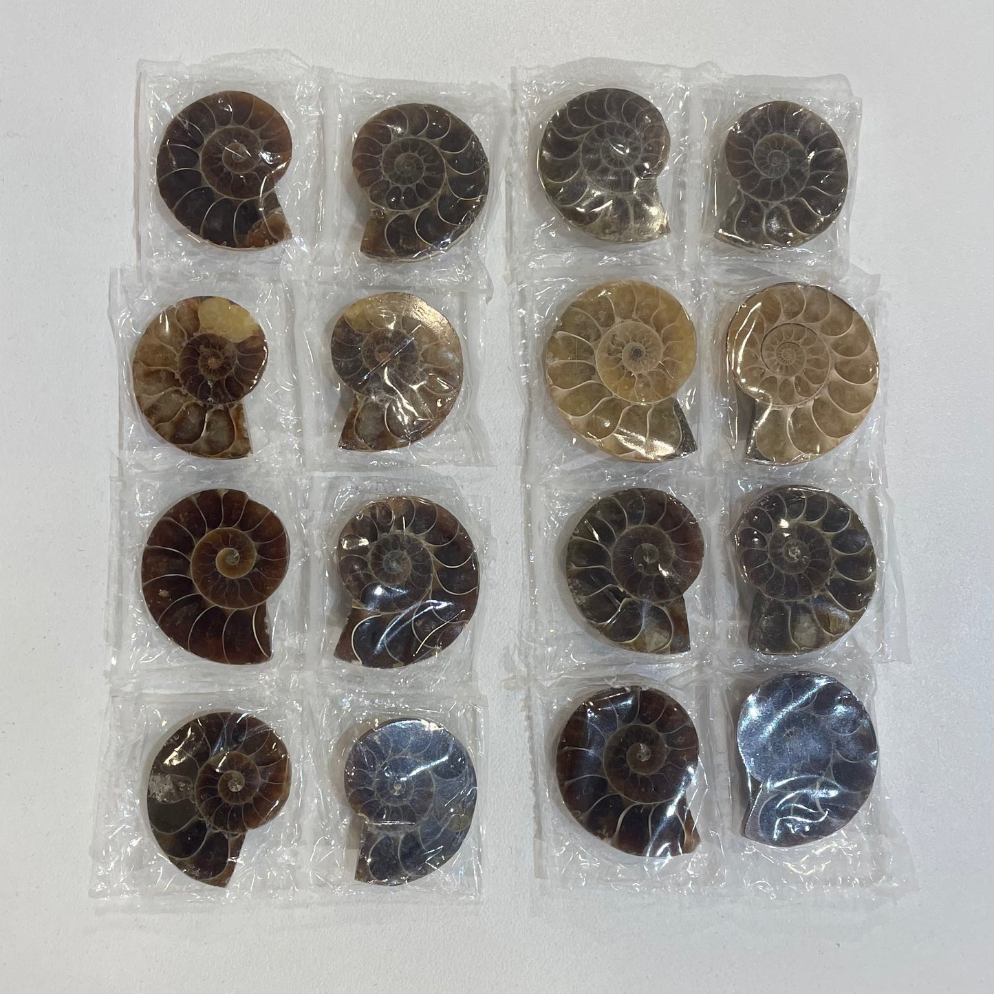 Ammonite set