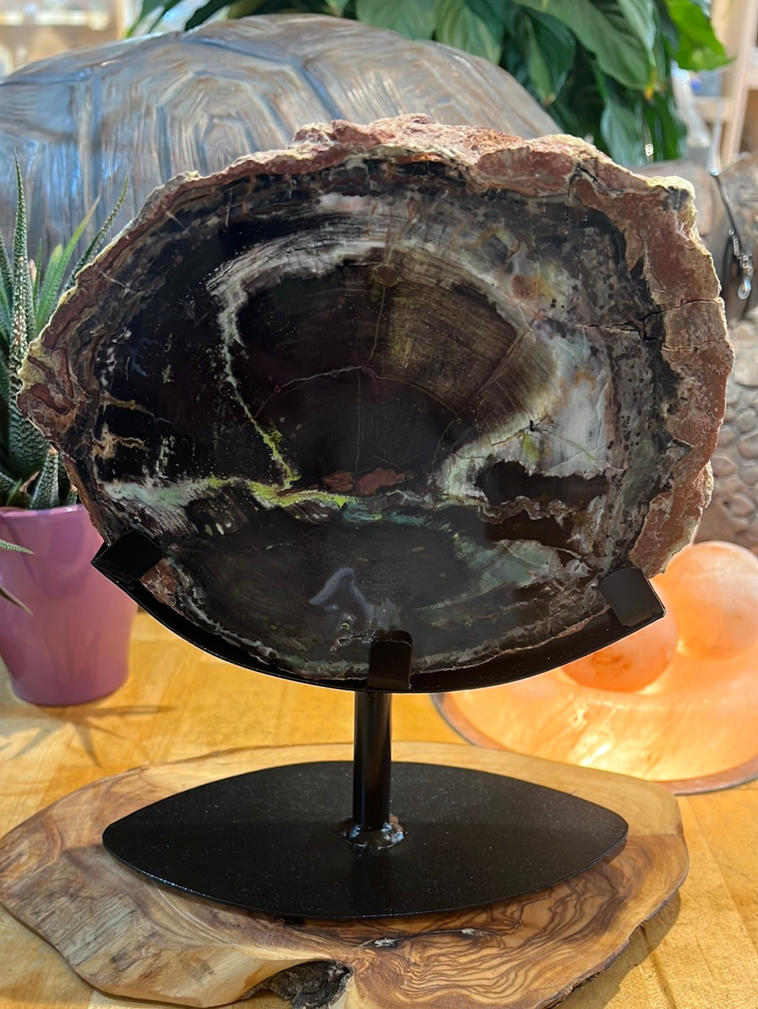 Petrified Collawood Slice