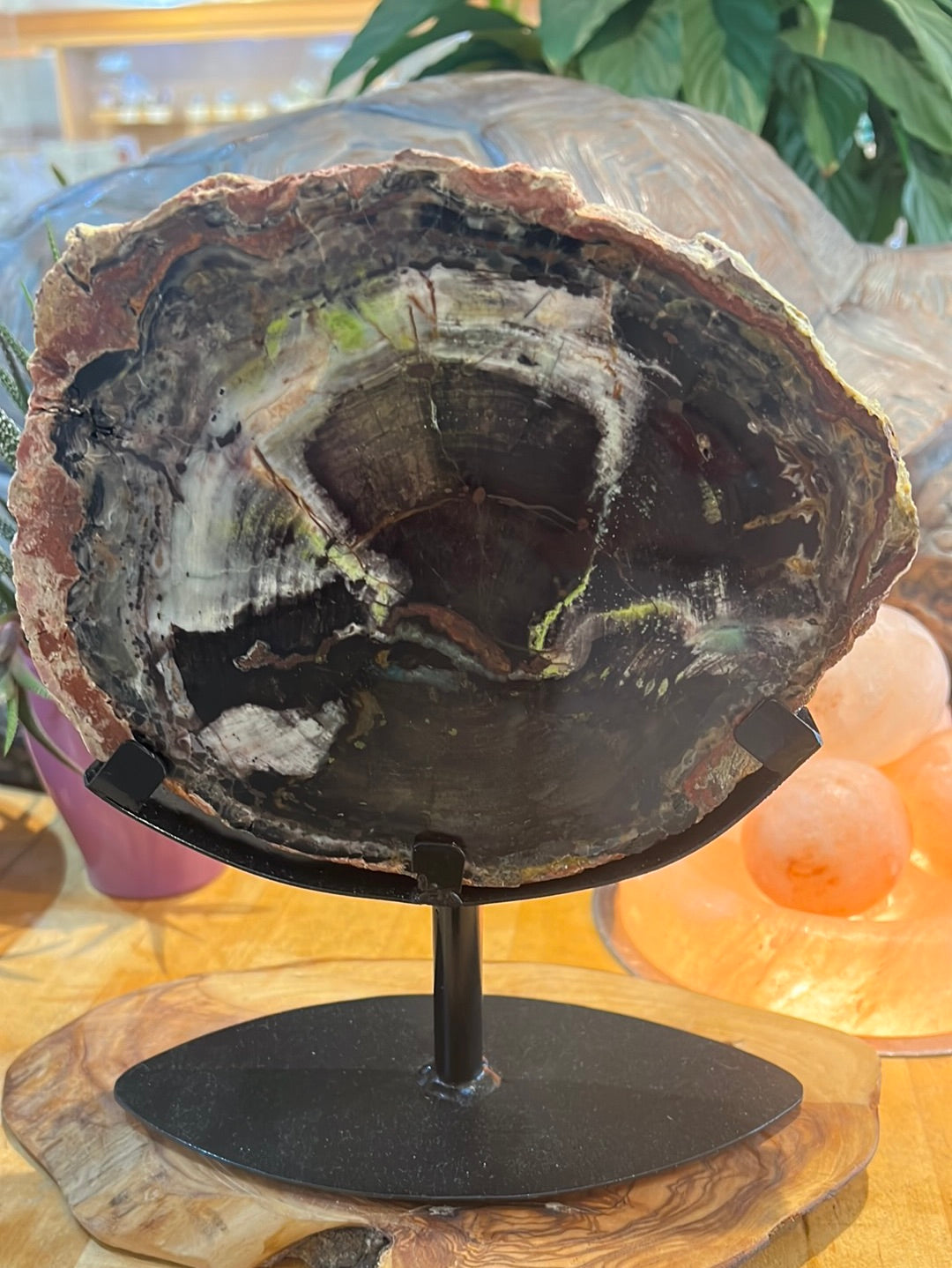 Petrified Collawood Slice