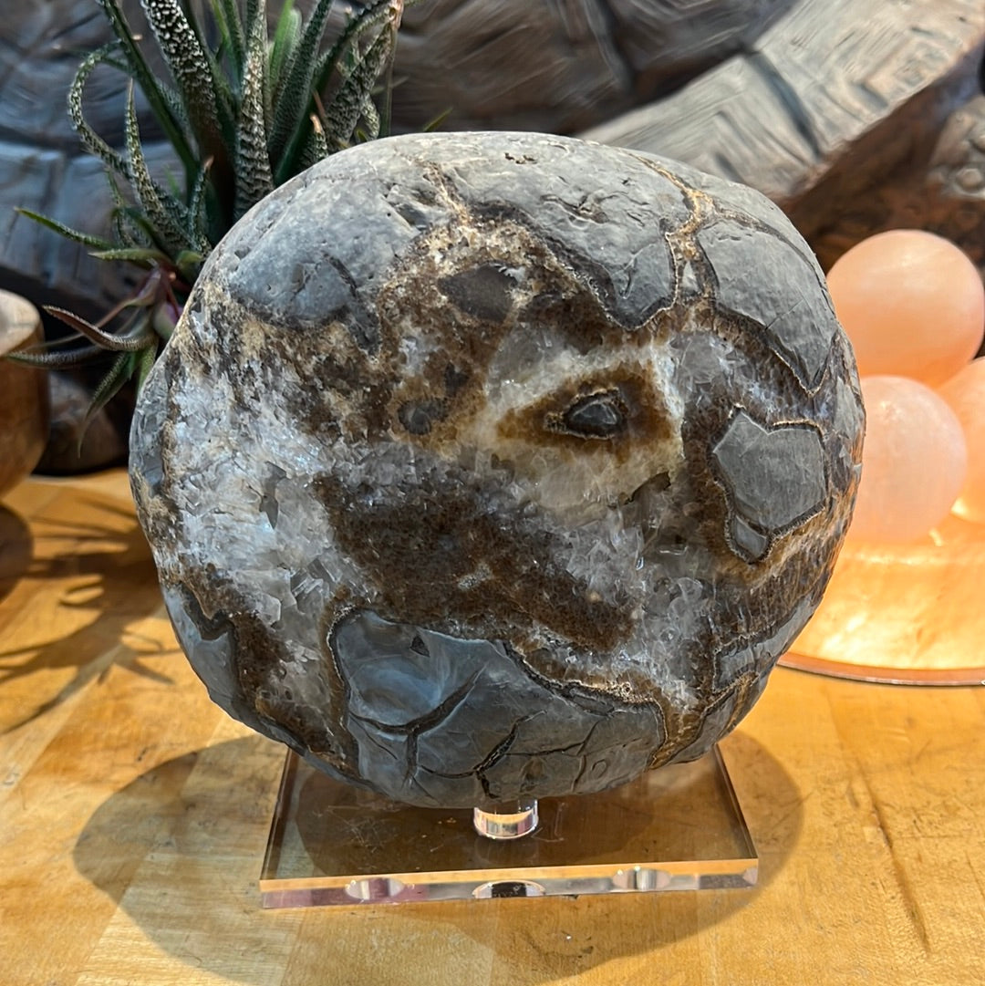 Raw Septarian Display Piece