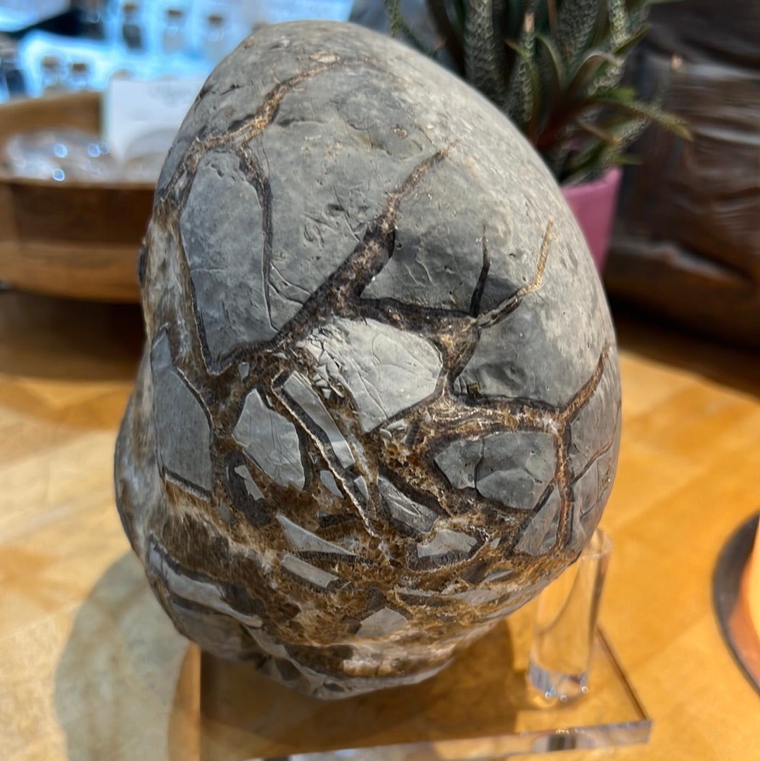 Raw Septarian Display Piece