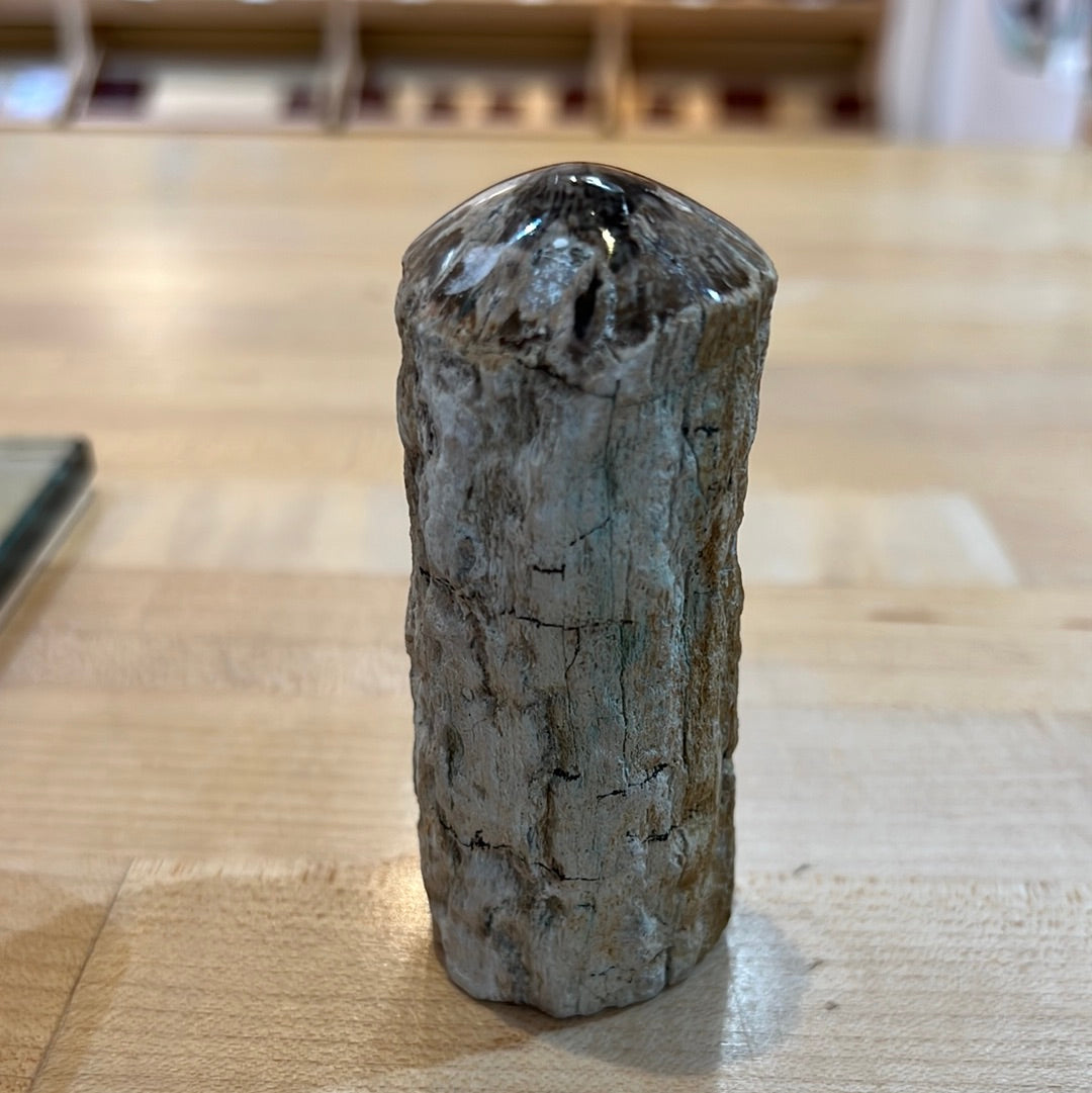 Top Polished Petrified Wood