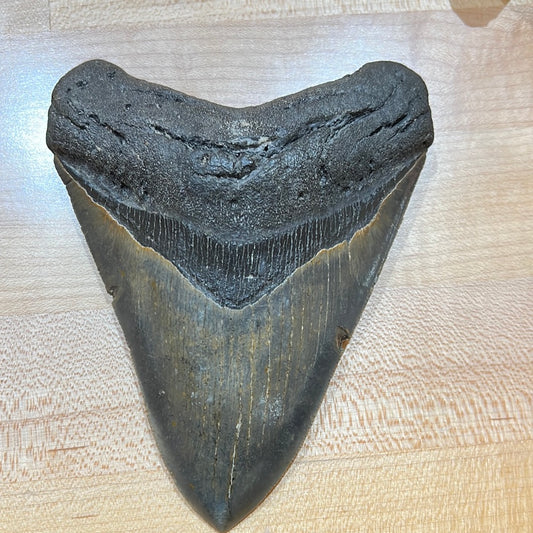 Megalodon Tooth