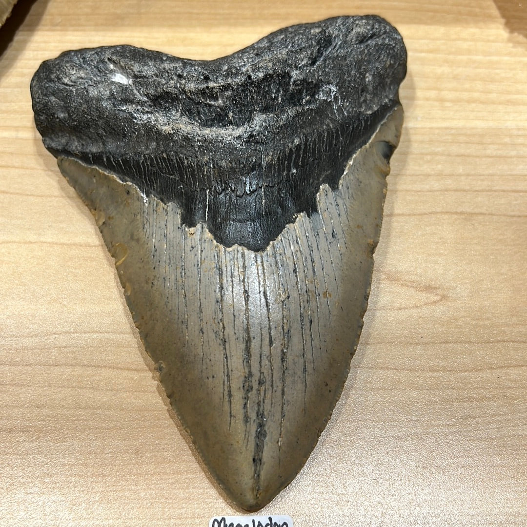 Megalodon Tooth
