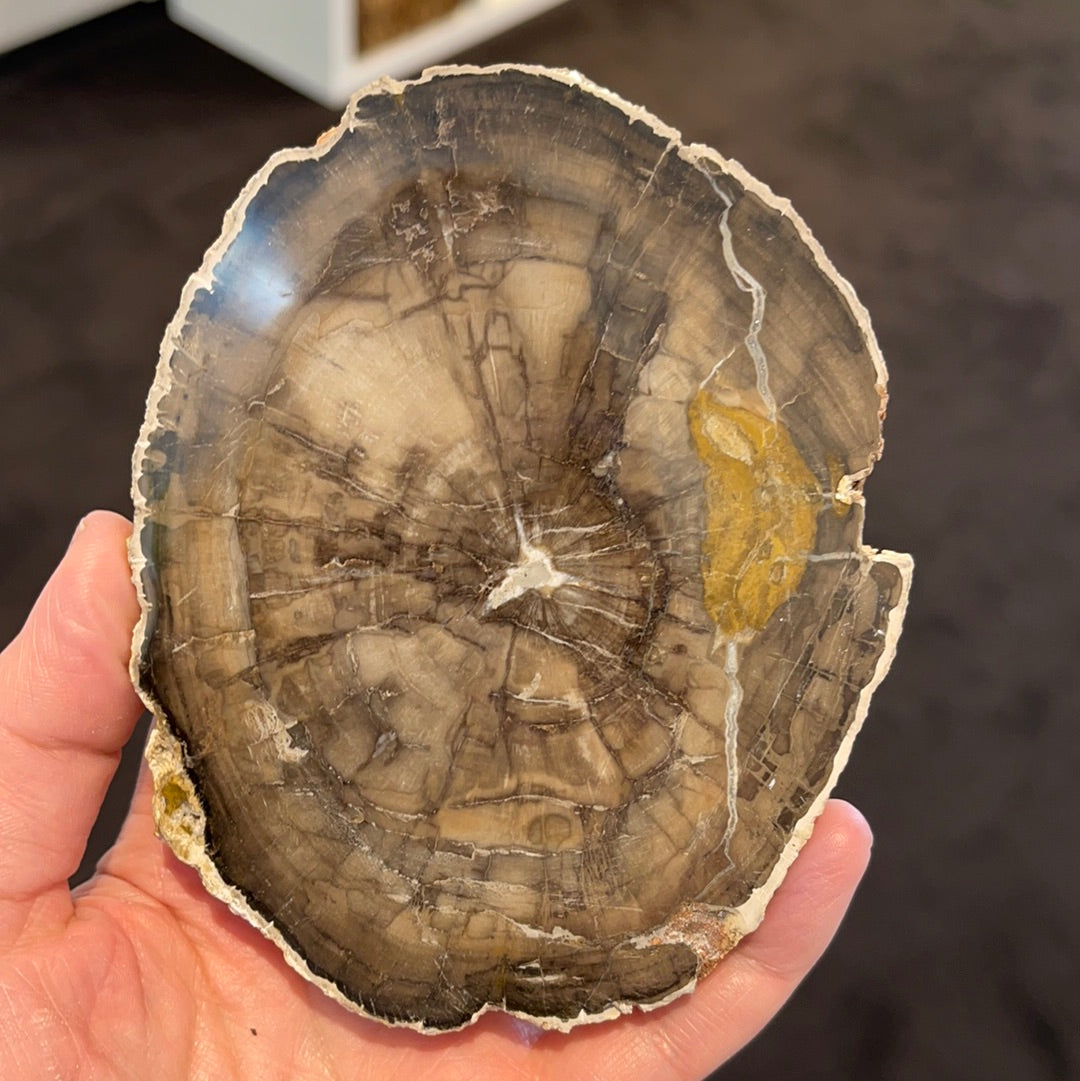 Petrified Wood Slab 6