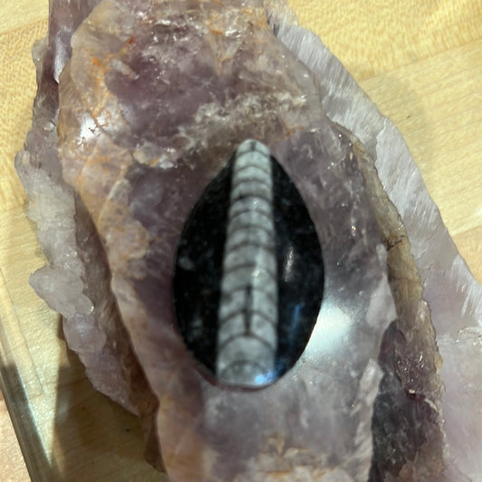Orthoceras Fossil