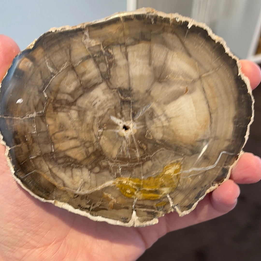 Petrified wood slab 3