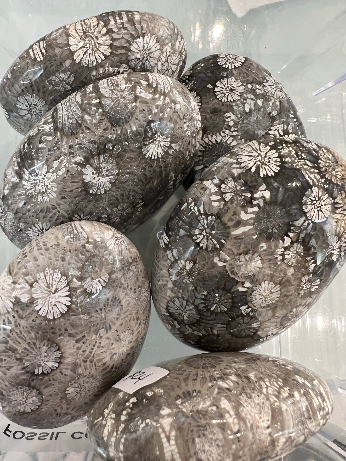Fossil Coral Palmstone