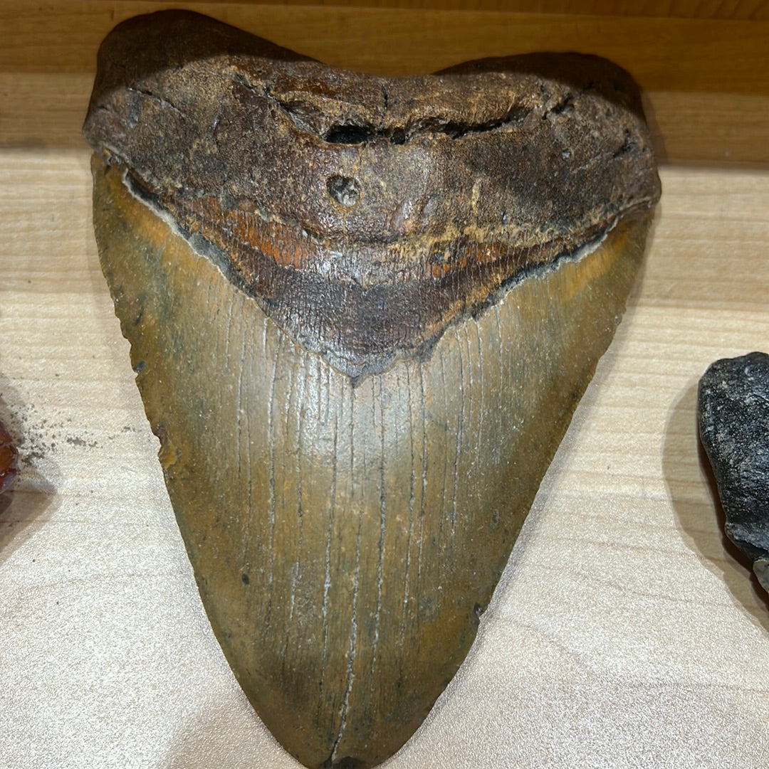 Megalodon Tooth