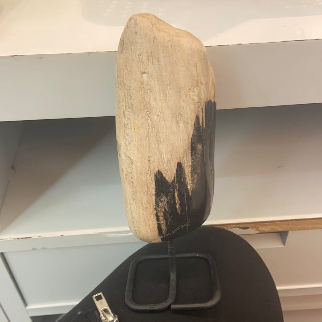 Petrified Wood on Stand