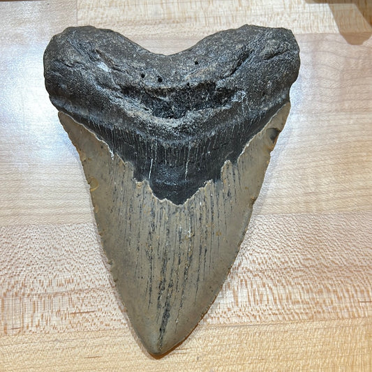 Megalodon Tooth