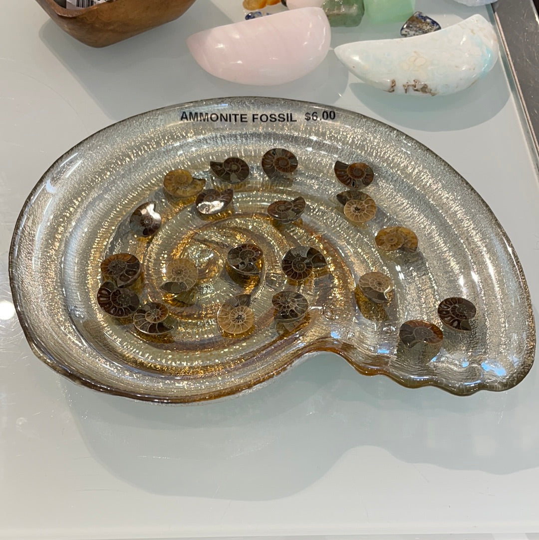 Ammonite Fossil