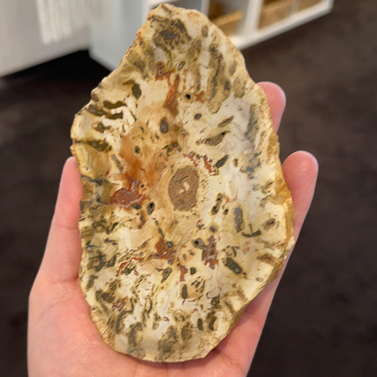 Petrified Wood Slab 7
