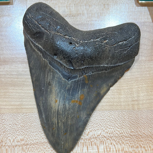 Megalodon Tooth