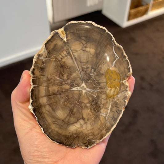 Petrified Wood Slab 4