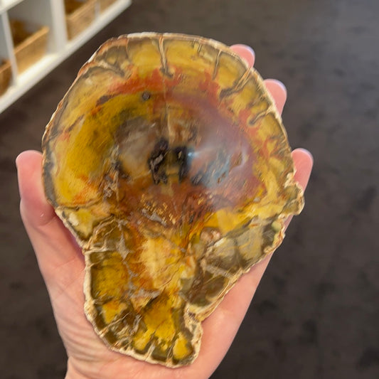 Petrified Wood Slab 8